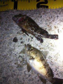 大蔵海岸　下げ潮でのメバリングでメバル＆ガシラ