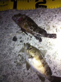 大蔵海岸　下げ潮でのメバリングでメバル＆ガ…