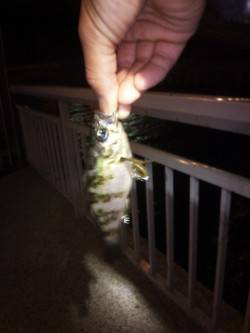 大蔵海岸　仕事帰りの1時間　メバリングでメ…