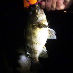 大蔵海岸　メバリングでメバル24・28cm　惜しくも尺逃すも自己記録！