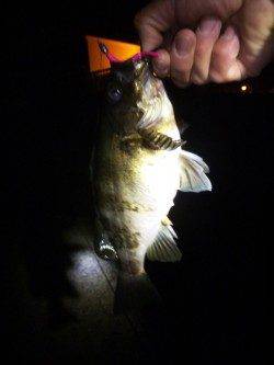 大蔵海岸　メバリングでメバル24・28cm　惜しくも尺逃すも自己記録！