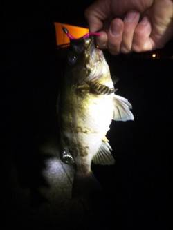 大蔵海岸　メバリングでメバル24・28cm…