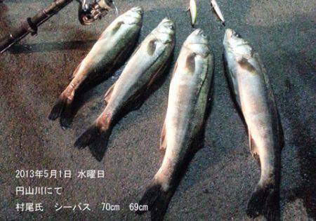 円山川 ルアーでシーバス〜70cm4本