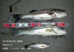 円山川で65cm・84cm・86cmのシーバスをキャッチ☆