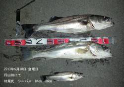 円山川で65cm・84cm・86cmのシー…