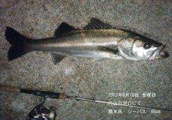 円山川で65cm・84cm・86cmのシーバスをキャッチ☆