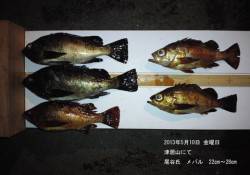 津居山で22㎝～28㎝のメバルの釣果♪