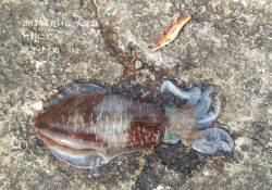 竹野でエギング、ヒットカラーはオレンジ！