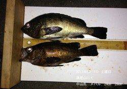 津居山で24cm・28cmの良型メバル★