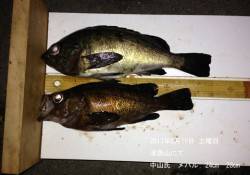 津居山で24cm・28cmの良型メバル★