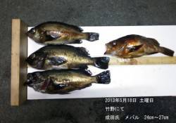 竹野でメバリング、最大サイズは27cm！！…