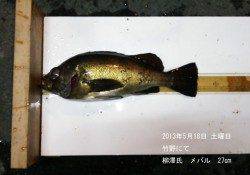 竹野でメバリング、最大サイズは27cm！！