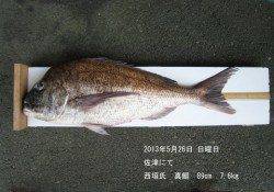 佐津で、88cm・7.6kgのマダイあがりました！