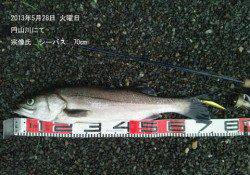 円山川で70cmのシーバスＣＡＴＣＨ☆