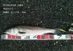円山川で70cmのシーバスＣＡＴＣＨ☆