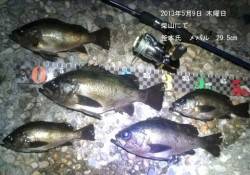 柴山で最大サイズ29.5cmのメバル！！