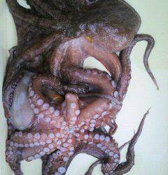 沖一文字でタコ釣り、2杯で2kgのタコをＧＥＴ