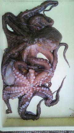 沖一文字でタコ釣り、2杯で2kgのタコをＧＥＴ