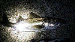 江尻 ただ巻きでシーバス〜65cm3本！