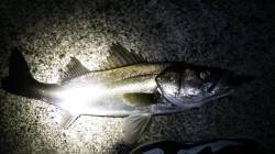 江尻 ただ巻きでシーバス〜65cm3本！