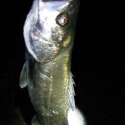 江尻 ただ巻きでシーバス〜65cm3本！