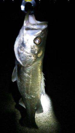 江尻 ただ巻きでシーバス〜65cm3本！