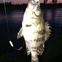 東二見 19時から1時間のメバリングでメバル狙い