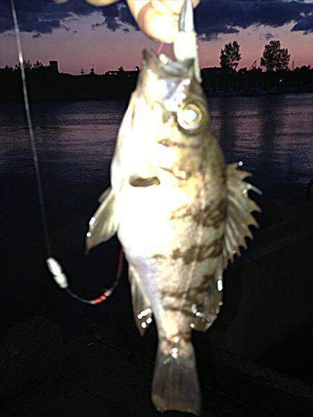 東二見 19時から1時間のメバリングでメバル狙い