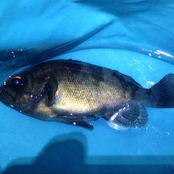 東二見 19時から1時間のメバリングでメバル狙い