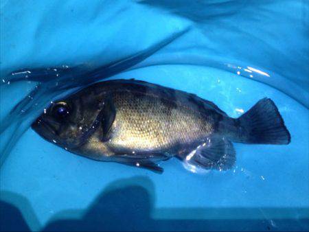 東二見 19時から1時間のメバリングでメバル狙い