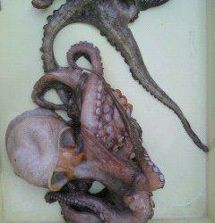 渡船を利用してタコ釣り！エサはカニです