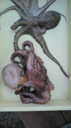 渡船を利用してタコ釣り！エサはカニです