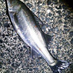 ミノー速巻きですぐヒット！江尻シーバスゲーム