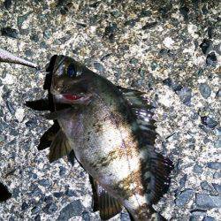 ミノー速巻きですぐヒット！江尻シーバスゲーム