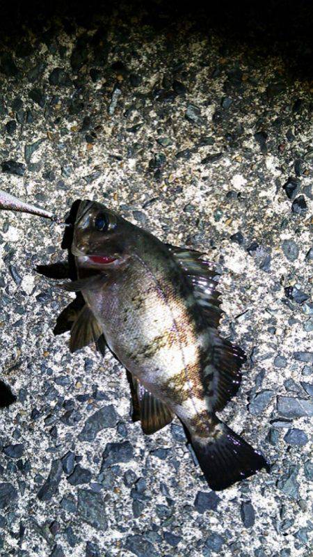 ミノー速巻きですぐヒット！江尻シーバスゲーム