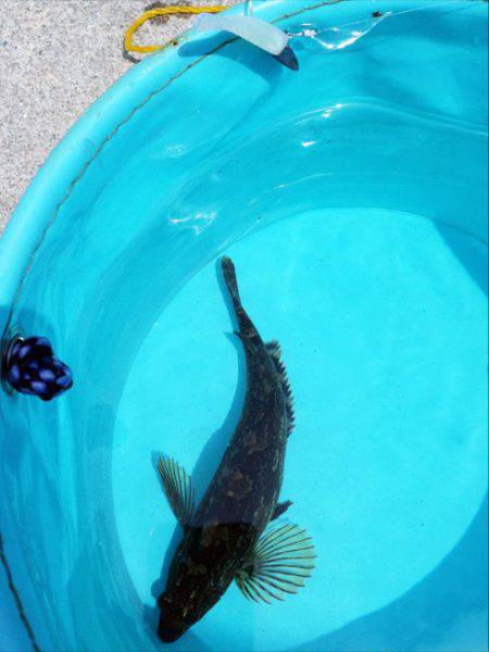 東二見 昼間のルアー釣りでアイナメがヒット