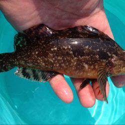 東二見 昼間のルアー釣りでアイナメがヒット