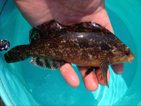 東二見 昼間のルアー釣りでアイナメがヒット…