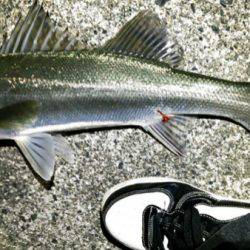 江尻 ルアーでシーバス60cmアップ2匹！釣れてるうちに釣行☆