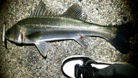 江尻 ルアーでシーバス60cmアップ2匹！…