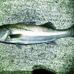 江尻 ルアーでシーバス60cmアップ2匹！釣れてるうちに釣行☆