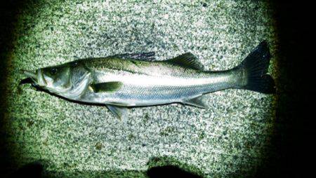 江尻 ルアーでシーバス60cmアップ2匹！釣れてるうちに釣行☆