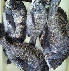 岸和田一文字　紀州釣りでチヌ〜46cm5匹