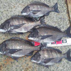 淀川河口 フカセでチヌ〜49cm6匹♪　チヌの数釣り楽しめます