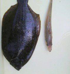 岸和田一文字 投げ釣りでカレイ＆キス