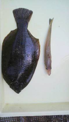 岸和田一文字 投げ釣りでカレイ＆キス