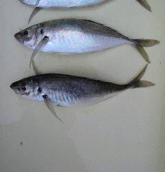 岸和田一文字 サビキでアジ〜23cm　これからの数釣りに期待