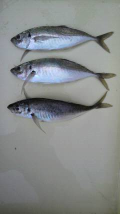 岸和田一文字 サビキでアジ〜23cm　これからの数釣りに期待