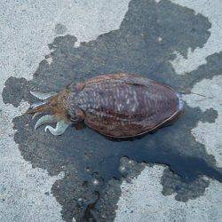 養老 エギングでアオリ狙いもコウイカ1パイ