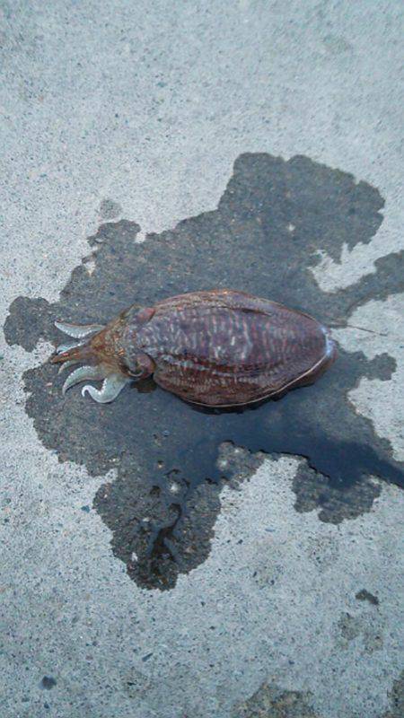 養老 エギングでアオリ狙いもコウイカ1パイ…